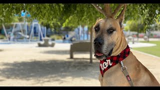 Sharp doctor’s therapy dog offers comfort to patients [upl. by Ahsatal339]