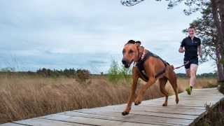 How to measure a Canicross harness for a strong pulling dog Non Stop Freemotion Harness [upl. by Vite]