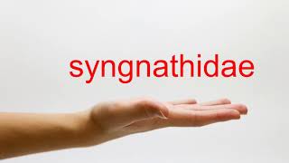 How to Pronounce syngnathidae  American English [upl. by Waltner]