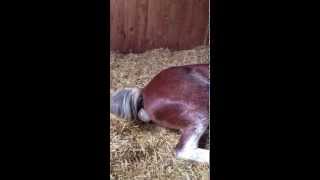 Horse Birth  STEP 1  The Beginning of Birth amp What to Expect [upl. by Pedaias]