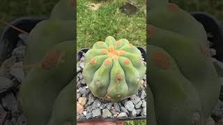 There’s something magical about spineless Copiapoa 😍😌 cactus [upl. by Atela588]