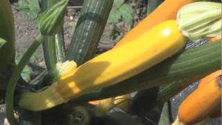 How To Harvest Courgettes [upl. by Eilyac]