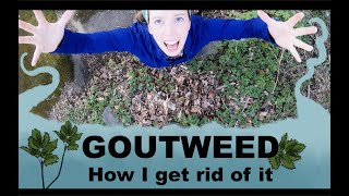 Goutweed How I remove it PART 1 [upl. by Rebmaed696]