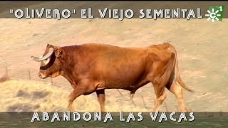 El toro más bravo de Joaquín García de vacaciones como semental  Toros desde Andalucía [upl. by Farwell]