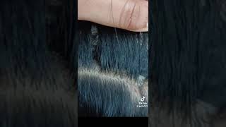 ASMR Lice hair big piolho Lice 😭😭😭😭😱😱😱😱😱 [upl. by Ardnalak]