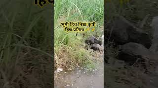 कृषी निष्ठा 🙏royalशेतकरी youtubeshorts ytshorts shortsviral royalshetkari youtuber youtube 🙏🌾 [upl. by Ahseuqram]