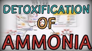 Detoxification of Ammonia in the human body [upl. by Luby]