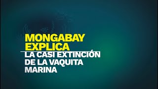 Mongabay explica La casi extinción de la vaquita marina [upl. by Kletter]