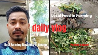 Daily Vlog  Best Farming Business in AssamLocal Feed in Farming Pig Farm in Assam [upl. by Ludovika]