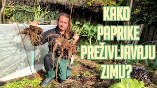 Kako Paprike Preživljavaju Zimu [upl. by Atival933]