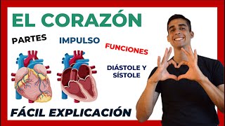 ❤ El corazón PARTES y FUNCIONES  FÁCIL EXPLICACIÓN Anatomía y Fisiologia [upl. by Sherwin]