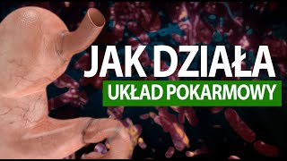 Jak działa człowiek UKŁAD POKARMOWY tłumaczenie na PJM [upl. by Colet]