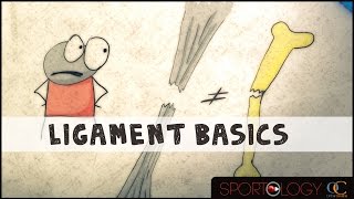 Ligament Basics  Science Explained [upl. by Katy348]