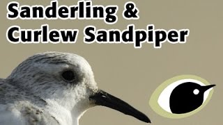 BTO Bird ID  Sanderling amp Curlew Sandpiper [upl. by Nedah603]