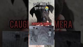 Oreo 😭 doglovers dog dogshorts cute [upl. by Yvon]