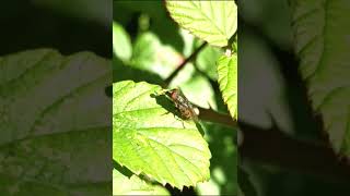 Stomorhina lunata normandie faunesauvage insectes [upl. by Ahsek174]