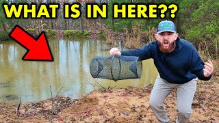 Using MINNOW TRAPS in my BACKYARD POND WTF IS THIS [upl. by Annaek558]