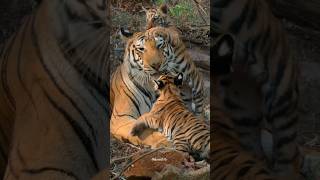 Cute Baby Tigers Playing 🐯  tiger shortvideo shorts [upl. by Holman]