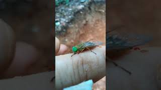 Horse Fly Biting Finger [upl. by Eckmann]