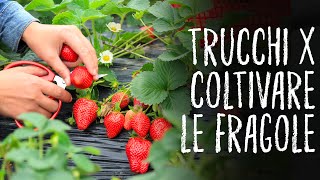 COLTIVARE LE FRAGOLE🍓🍓🍓  TUTTI I TRUCCHI  ORTO E GIARDINAGGIO [upl. by Kruse]