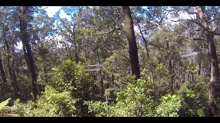 Illawarra Fly Treetop adventure  zipline tour [upl. by Harley424]