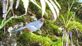 Laughingthrush Chestnutcapped  Garrulax mitratus  foraging [upl. by Adnaw]