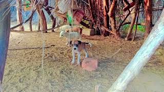 Happy Dog Cute Babies are playing 🐕🐕  Dog Cute Babies  Cute Puppies [upl. by Nessim]