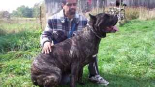 Cane Corso Female 143 lbs [upl. by Niatirb]