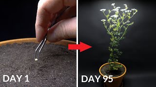 Growing CILANTRO Coriander Time Lapse  Seed To Flower [upl. by Niahs]