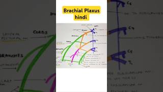 Brachial Plaxus short note anatomy bhms trending [upl. by Benjamen54]