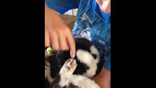 Cat hides from tickling boy by covering head with paws [upl. by Yerrok]