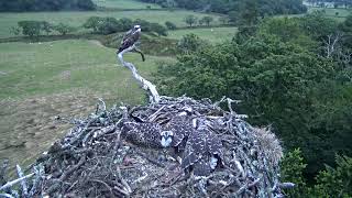 Bywyd Gwyllt Glaslyn Wildlife  Ffrwd Byw  Live Stream [upl. by Reahard982]