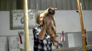 Space Coast Cat Show in Cocoa FL January 16 2010 Vicki Abelsons final Burmese [upl. by Gottfried]