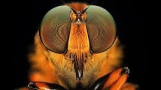 GRANDES BICHOS Grandes documentales DOCUMENTALES DE INSECTOS [upl. by Brotherson]