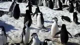 Chinstrap Penguin Colony [upl. by Mor]