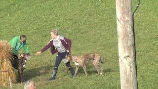 Miltown Malbay coursing 2016 day 2 main stakes [upl. by Macdermot]