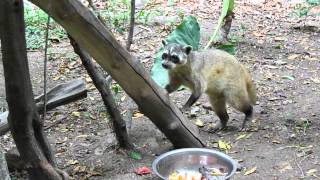 Crab Eating Raccoon Ecuador 2015 [upl. by Esau]