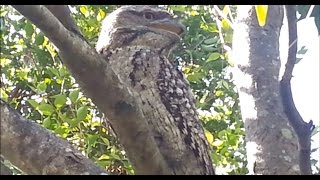 Tawny Frogmouth unusual call [upl. by Baalman]