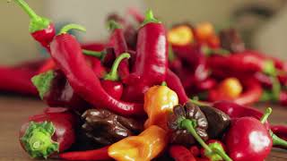 comment faire des semences de piment et poivron [upl. by Merrile]