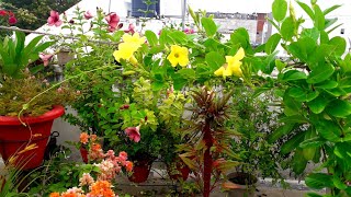 All about Alamanda Golden Yellow Trumpet Vine Grow Care Tips Hindi  Permanent Flower Plant [upl. by Ravaj]