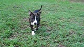 MY BRINDLE STAFFY PUP DOING BASIC TRICKS amp RUNNING OFF LEASH AT THE PARK [upl. by Walston]