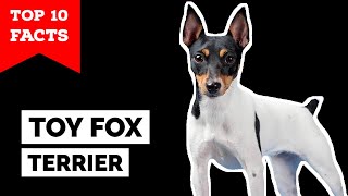 Toy Fox Terrier  Top 10 Facts [upl. by Sokil]