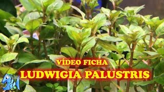 FICHA TÉCNICA PLANTA ACUATICA LUDWIGIA PALUSTRIS [upl. by Draw709]