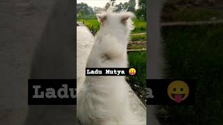 Indian Spitz Dog SheruIndian Spitz Dog Funny Videoshorts ytshorts [upl. by Vin621]