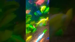 Glofish Tetra Aquarium Rheizea shorts fish aquarium animals [upl. by Volin814]