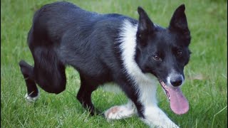 Lot 54 Pentre Pip  30724  Farmers Marts Dolgellau Online Sheepdog Auction [upl. by Waylon77]