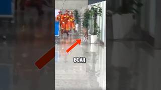 3 Rescuers and 1 Wild Boar in Railway Station [upl. by Rochella]