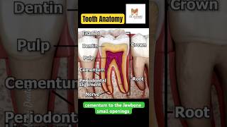 Tooth Anatomy EXPLAINED [upl. by Nyrak]