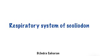 Respiratory system of scoliodon [upl. by Emory]