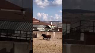 DESEMBARQUE IMPACTANTE TOROS SALIENDO DE LOS CORRALES EN LA GANADERÍA 🐂🔥 toros desafio torobravo💯 [upl. by Enenej]